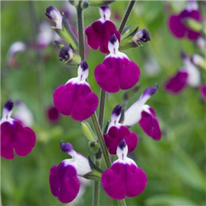 Salvia Amethyst Lips