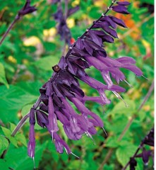 Salvia Purple and Bloom