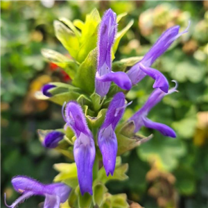 Salvia atrocyanea