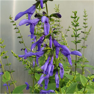 Salvia guaranitica Blue Enigma