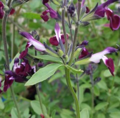 Salvia Cherry Lips