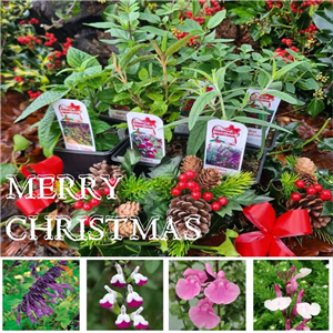 Christmas Salvia Collection 3 plants