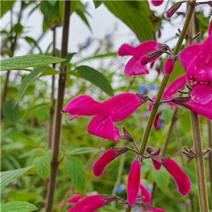 Salvia curviflora