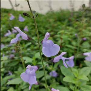 Salvia microphylla Delice Aquamarine