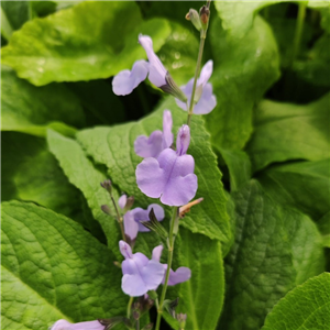 Salvia microphylla Delice Aquamarine