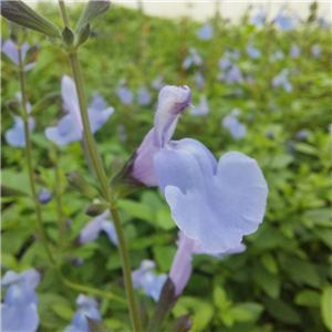 Salvia microphylla Delice Aquamarine