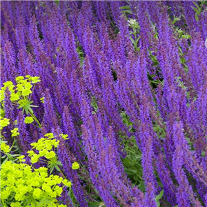 Salvia nemorosa Ostfriesland