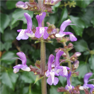 Salvia forsskaolii (Indigo Wood Sage)