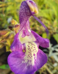 Salvia forsskaolii (Indigo Wood Sage)