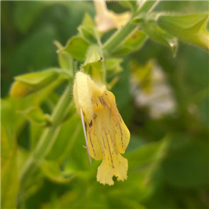 Salvia glutinosa