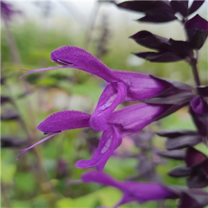 Salvia Purple and Bloom