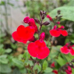 Salvia Jezebel