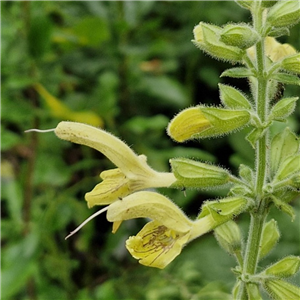 Salvia koyame