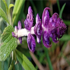 Salvia leucantha Purple Velvet