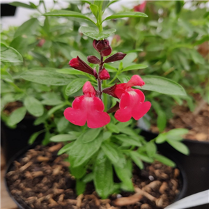 Salvia gregii Lipstick