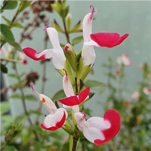 Salvia microphylla Little Kiss