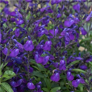 Salvia Mirage Blue