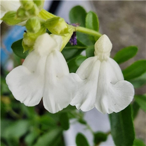 Salvia Mirage White