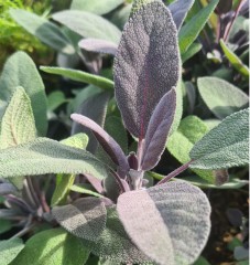 Herb Sage - Purple (Salvia officinalis Purpurea)