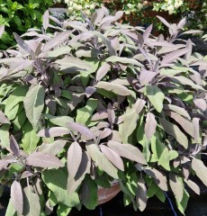 Herb Sage - Purple (Salvia officinalis Purpurea)