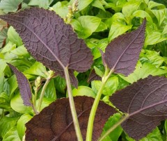 Salvia omeiana Crûg Thundercloud BWJ8062