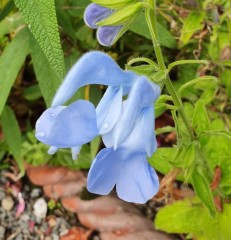 Salvia patens Cambridge Blue