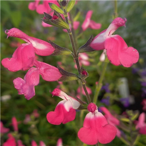 Salvia Pink Lips