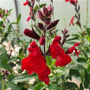 Salvia Radio Red