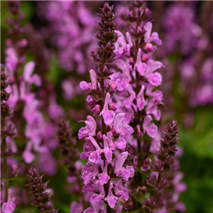 Salvia Rose Marvel