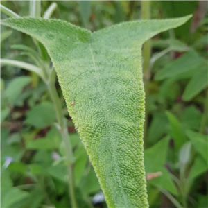 Salvia sagittata