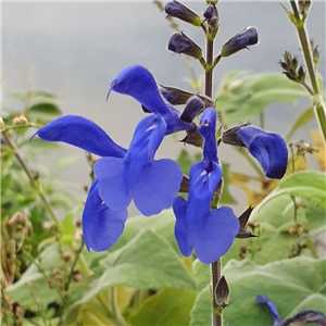 Salvia serboana