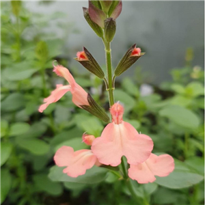 Salvia x jamenisi Sierra San Antonio