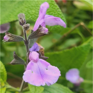 Salvia So Cool Violet