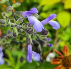 Salvia stachydifolia CDPR 3071