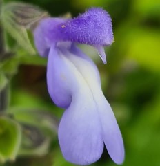 Salvia stachydifolia CDPR 3071