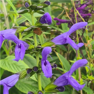 Salvia guaranitica Super Trouper