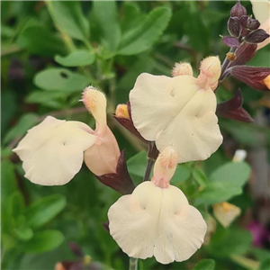 Salvia Trelissick