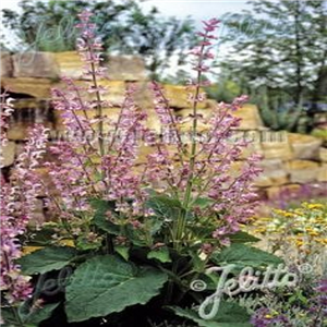 Salvia sclarea var. scalre turkistanica Vatican Pink