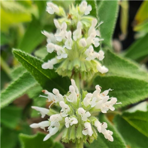 Salvia verticillata Alba