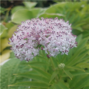 Sambucus adnata