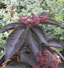 Sambucus nigra Black Tower