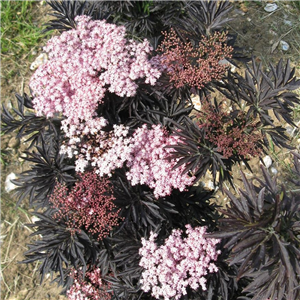 Sambucus nigra Laced Up