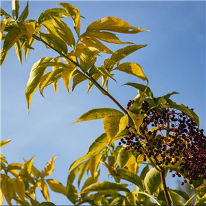 Sambucus nigra Aurea