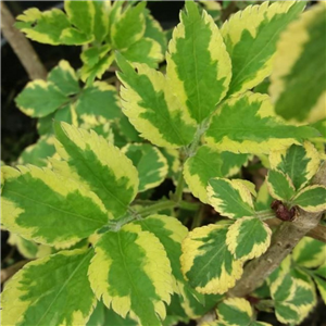 Sambucus nigra Aureomarginata