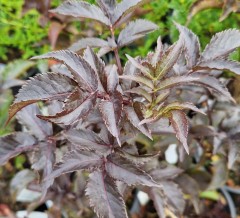 Sambucus nigra Black Tower