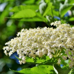 Hedging Sambucus nigra bare rooted per 10 60-90cm