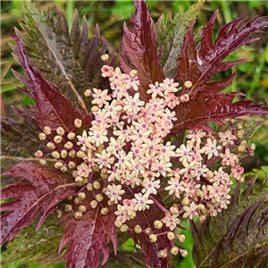 Sambucus nigra Serenade