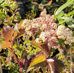 Sambucus nigra Serenade