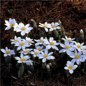 Sanguinaria canadensis