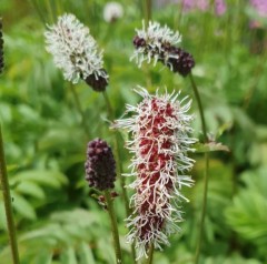 Sanguisorba armena